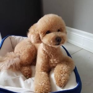 Meet your Posher, Roger